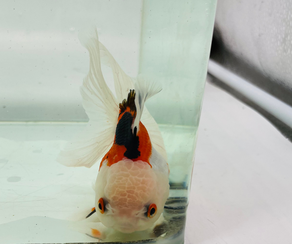 Tri Lemon Head Oranda Goldfish (10-11 cm)