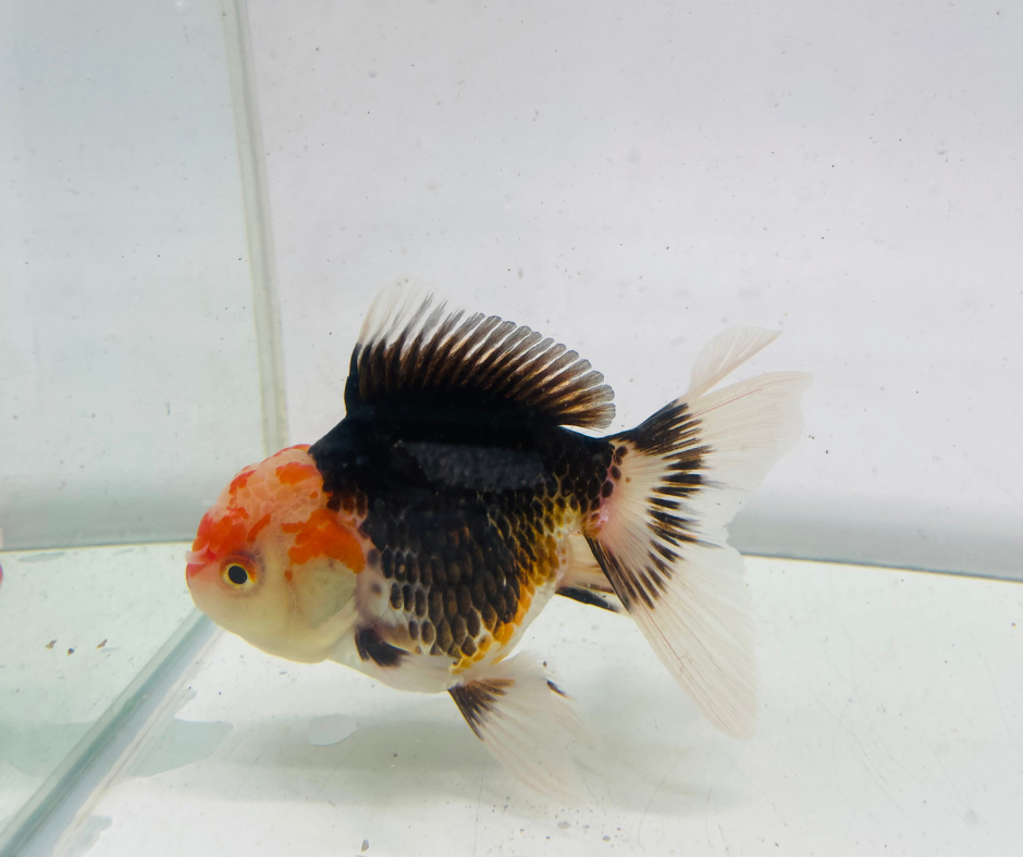 Tri Oranda Goldfish (10-11 cm)