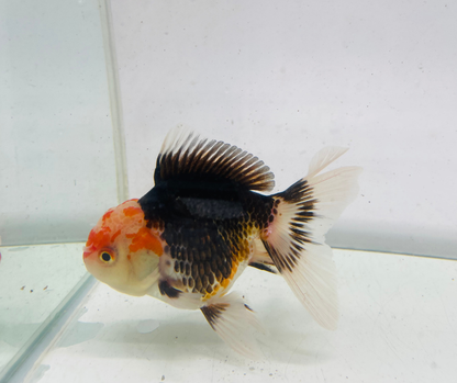 Tri Oranda Goldfish (10-11 cm)