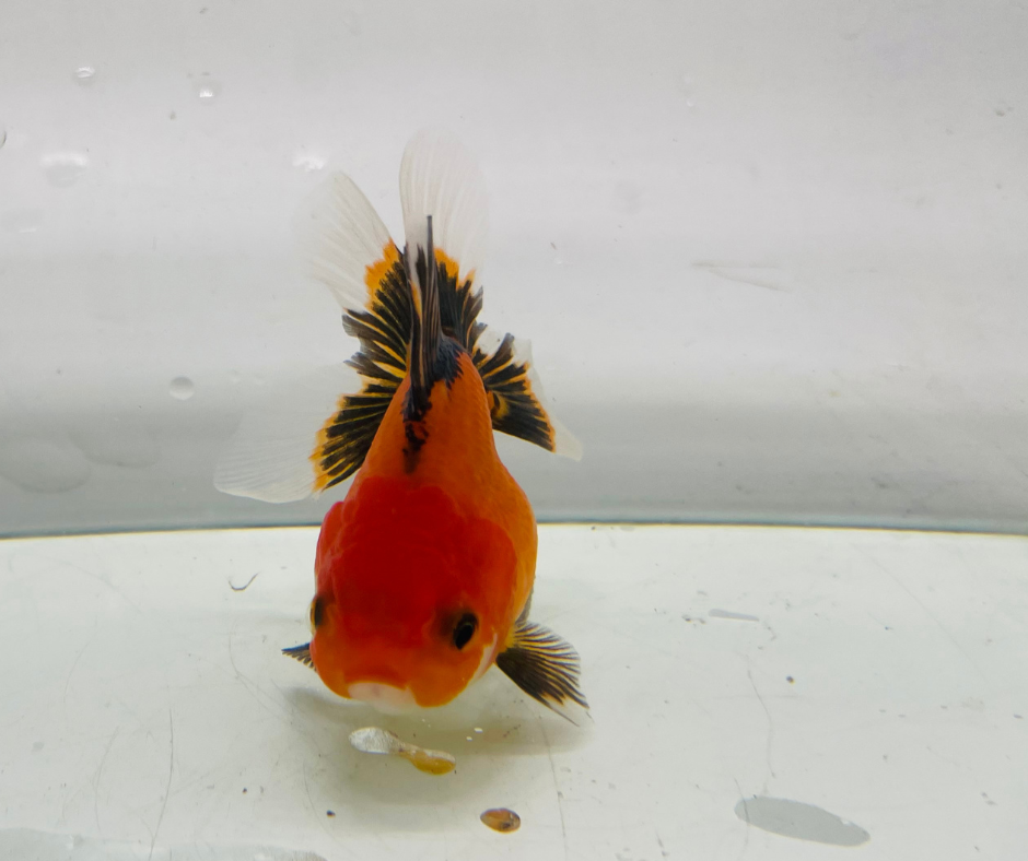 Tri Oranda Goldfish (8-9cm)