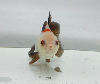 Tri Lemon Head Oranda Goldfish (10-11 cm)