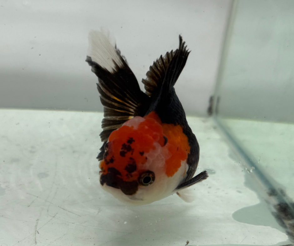 Tri Oranda Goldfish (10-11 cm)