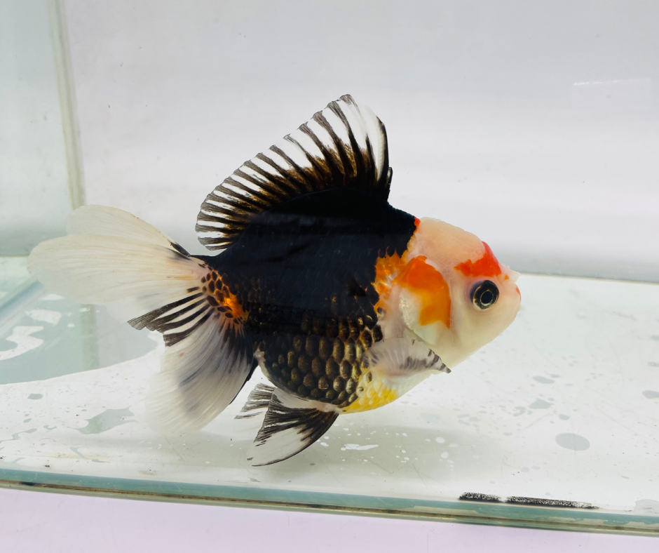 Tri Oranda Goldfish (11 cm)