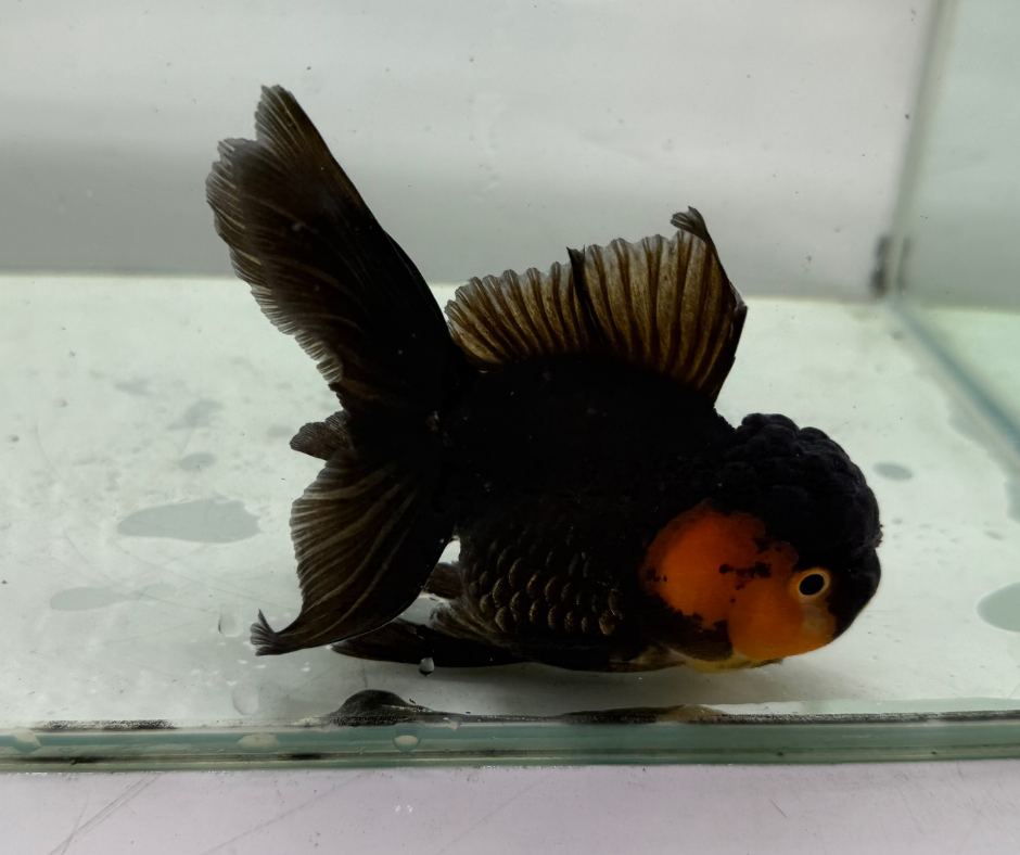 Black&Red Oranda Goldfish (10-11 cm)