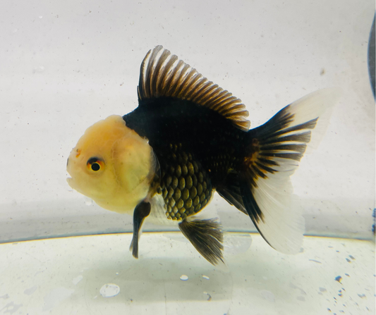 Panda Lemon Head Oranda Goldfish (11 cm)