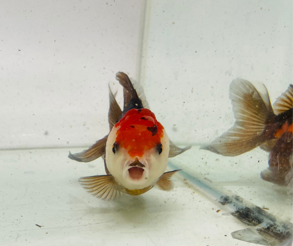 Tri Oranda Goldfish (9cm)