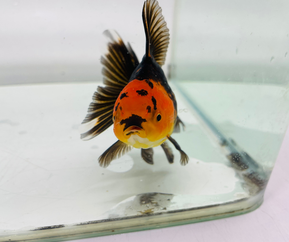 Black&Red Oranda Goldfish (8-9cm)