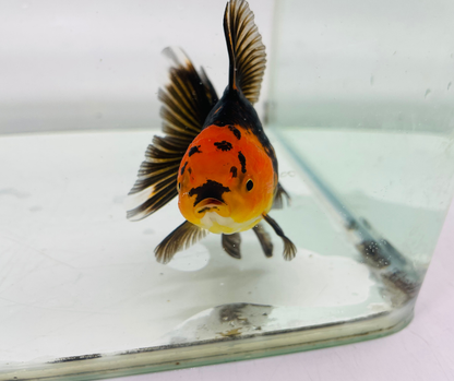 Black&Red Oranda Goldfish (8-9cm)