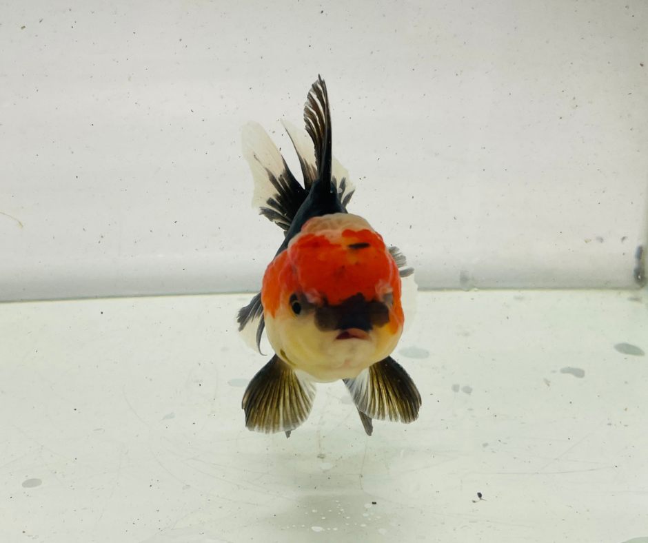 Tri Oranda Goldfish (9-10cm)