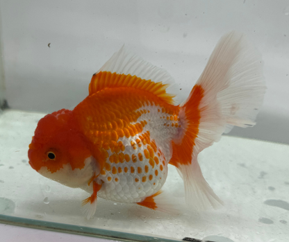 Rosetail Oranda Goldfish (12-13 cm)
