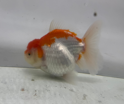Rosetail Oranda Goldfish (12-13 cm)
