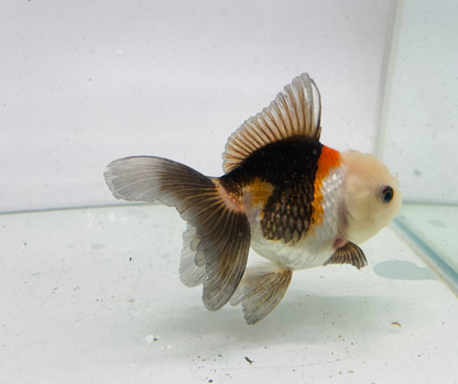 Tri Lemon Head Oranda Goldfish (9cm)