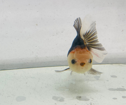 Tri Lemon Head Oranda Goldfish (9 cm)