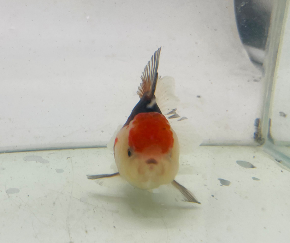 Tri Oranda Goldfish (9cm)