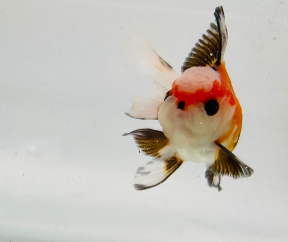 Tri Oranda Goldfish (8-9cm)