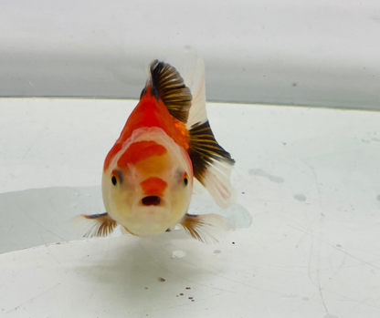 Tri Oranda Goldfish (8-9cm)