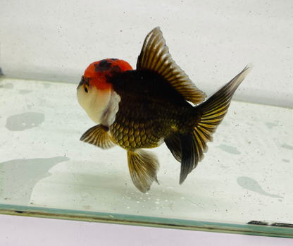 Tri  Oranda Goldfish (9 cm)