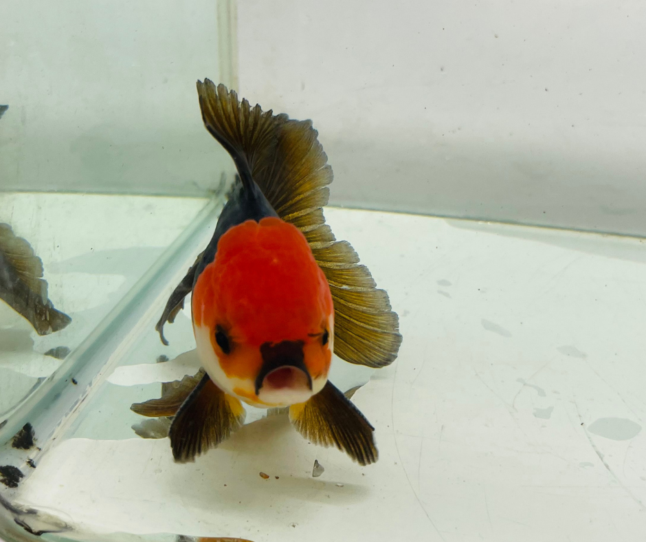 Tri Oranda Goldfish (10-11 cm)