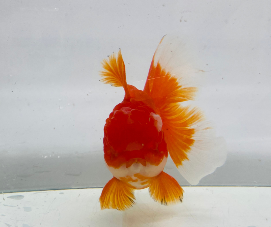 Rosetail Oranda Goldfish (12-13 cm)