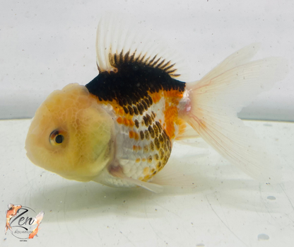 Tri Lemon Head Oranda Goldfish (9cm)
