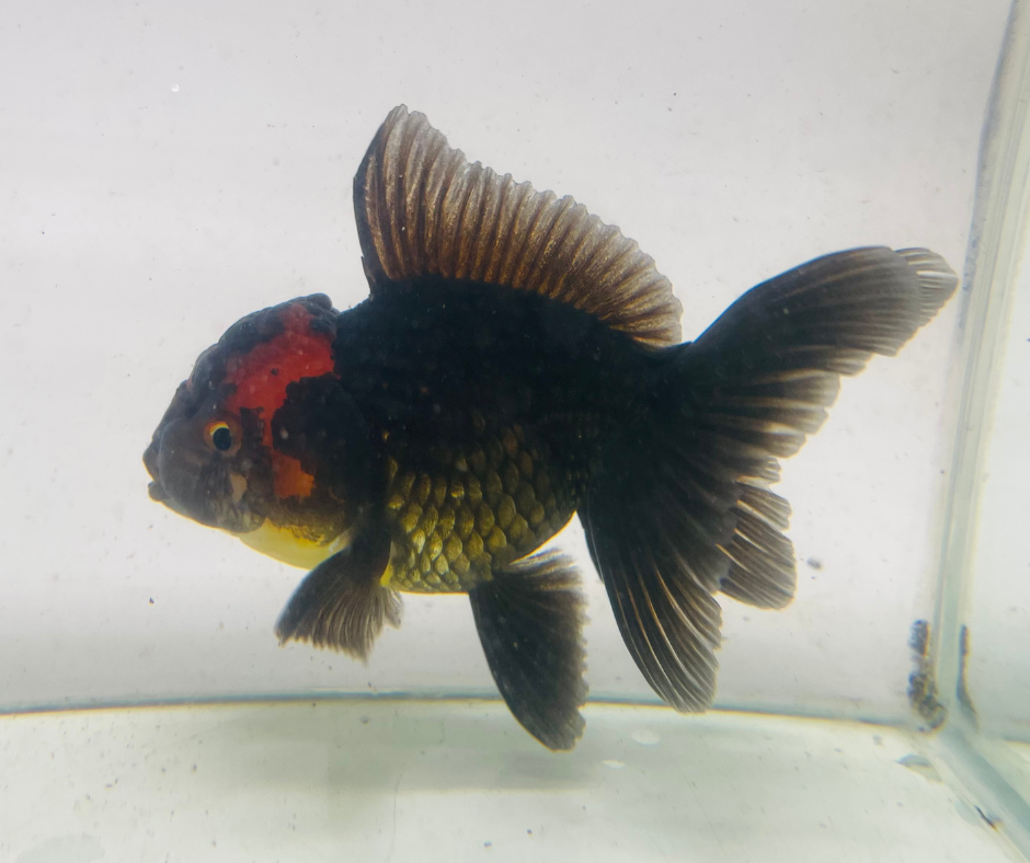 Black&Red Oranda Goldfish (10 cm)
