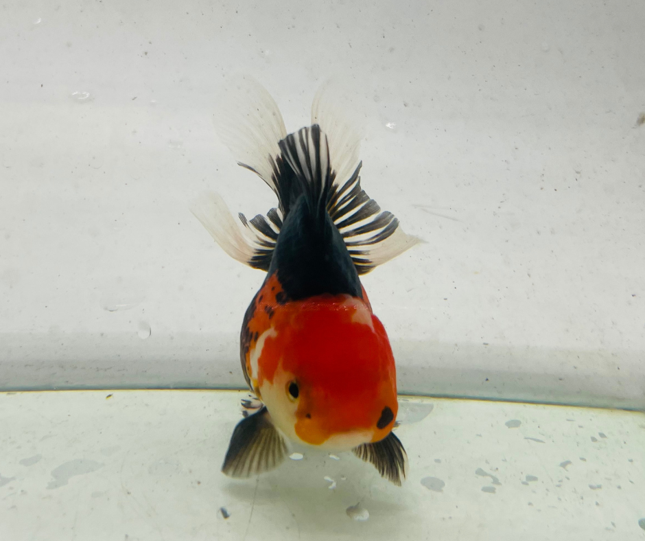 Tri Oranda Goldfish (11 cm)