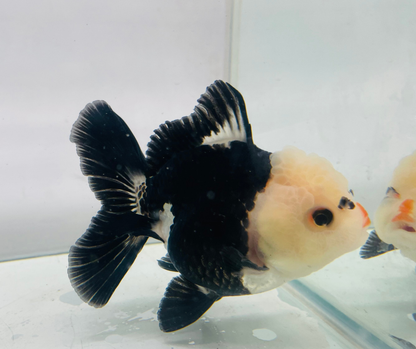 Lemon Head Panda Oranda Goldfish (10-11 cm)