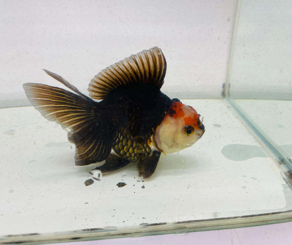 Tri Oranda Goldfish (10-11 cm)
