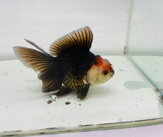 Tri Oranda Goldfish (10-11 cm)