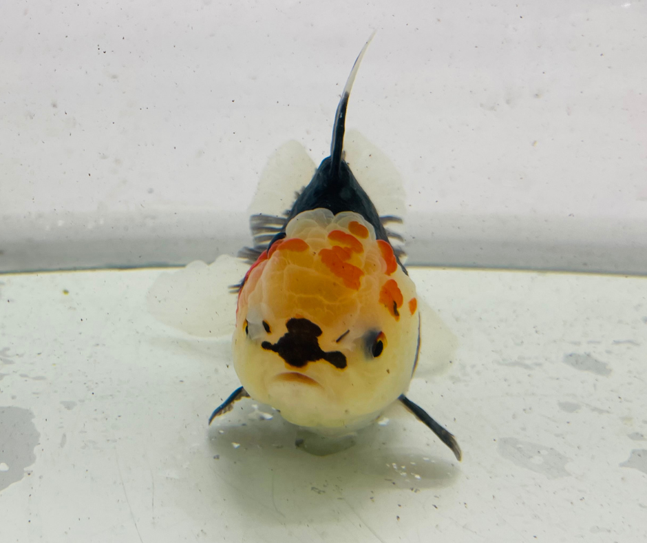 Tri Lemon Head Oranda Goldfish (11 cm)