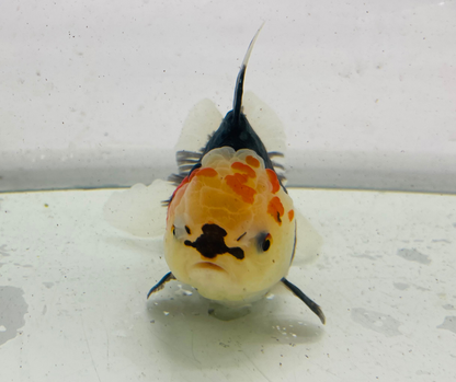 Tri Lemon Head Oranda Goldfish (11 cm)