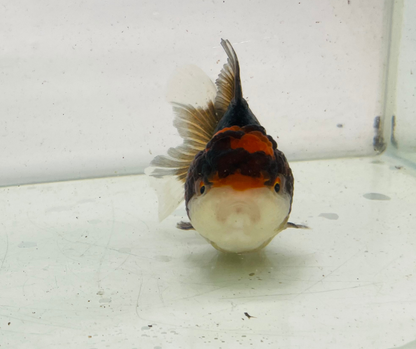 Black&Red Oranda Goldfish (9cm)