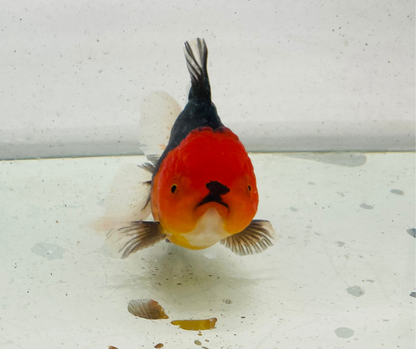 Tri Oranda Goldfish (11 cm)