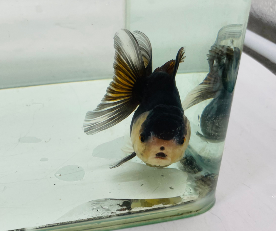 Black Panda Oranda Goldfish (8-9cm)