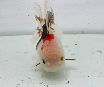 Tri Oranda Goldfish (9 cm)