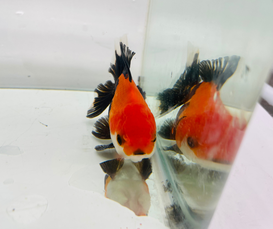 Tri Oranda Goldfish (8-9cm)