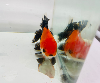 Tri Oranda Goldfish (8-9cm)