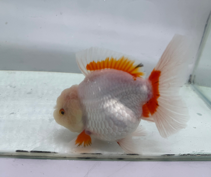 Rosetail Oranda Goldfish (12-13 cm)