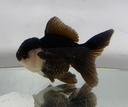 Panda Oranda Goldfish (10-11 cm)