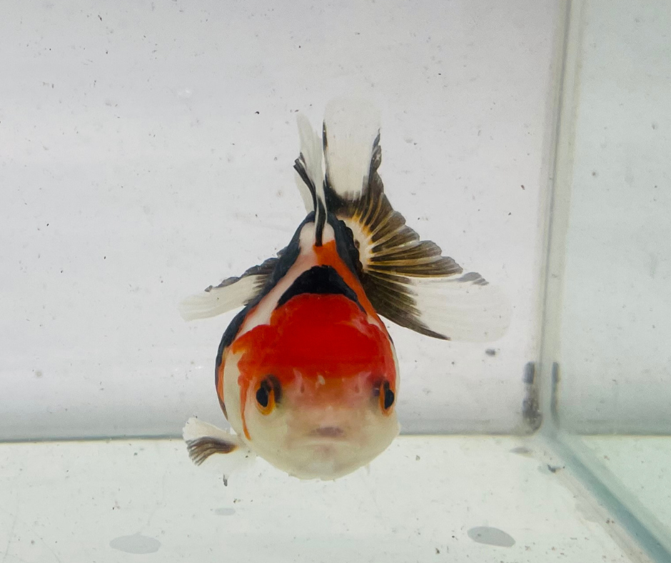 Tri Oranda Goldfish (9cm)