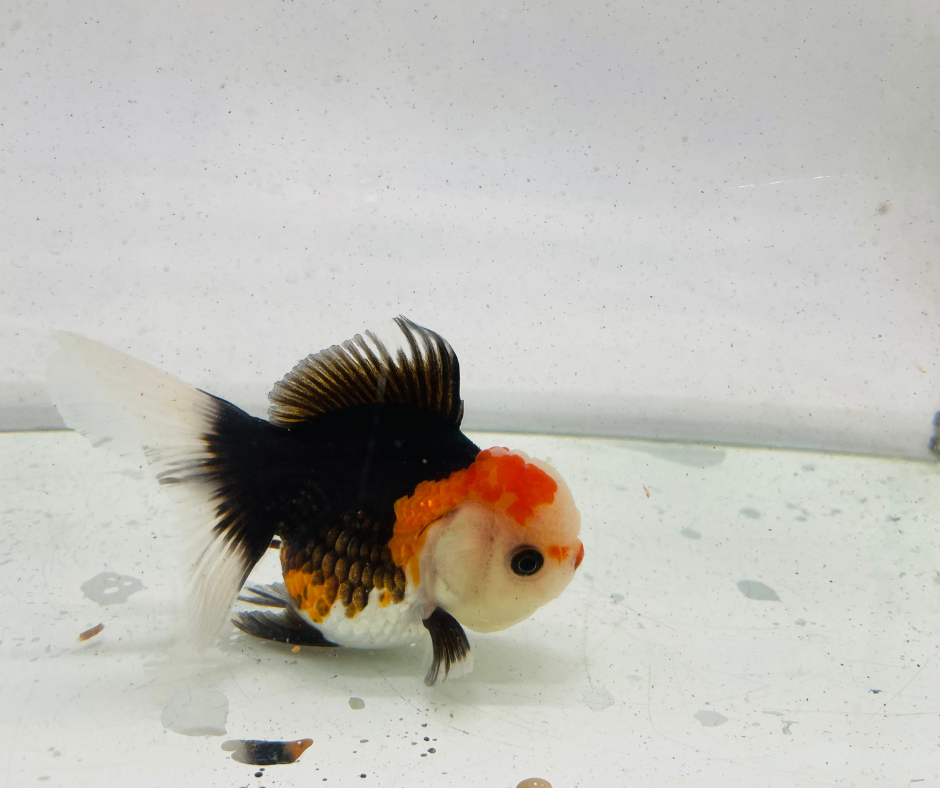 Tri Lemon Head Oranda Goldfish (11 cm)