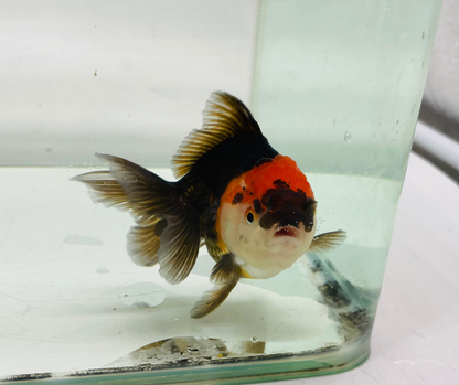Tri Oranda Goldfish (8-9cm)