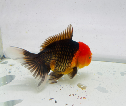 Tri Oranda Goldfish (11 cm)