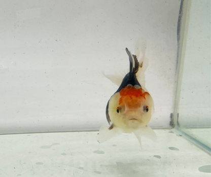 Tri Oranda Goldfish (9cm)