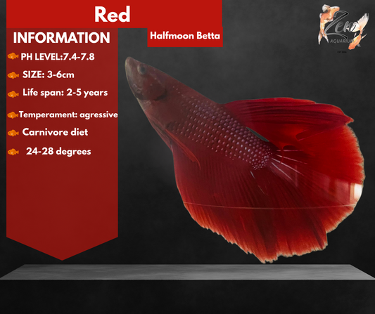 RED Male Halfmoon Betta