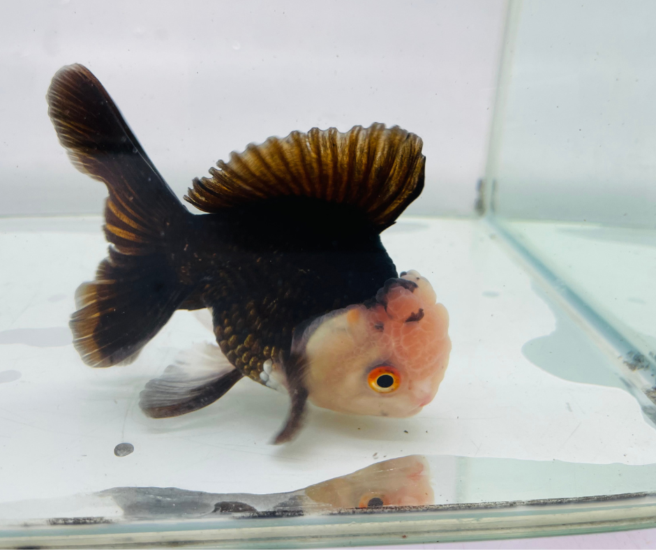 Panda Lemon Head Oranda Goldfish (10-11 cm)