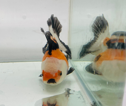 Tri Lemon Head Oranda Goldfish (8-9cm)