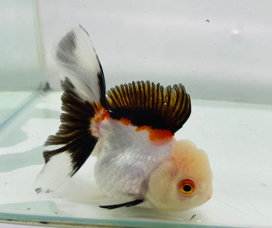 Tri Lemon Head Oranda Goldfish (10-11 cm)