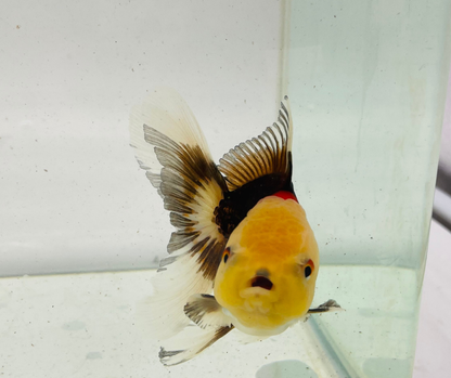 Tri Lemon Head Oranda Goldfish (9cm)