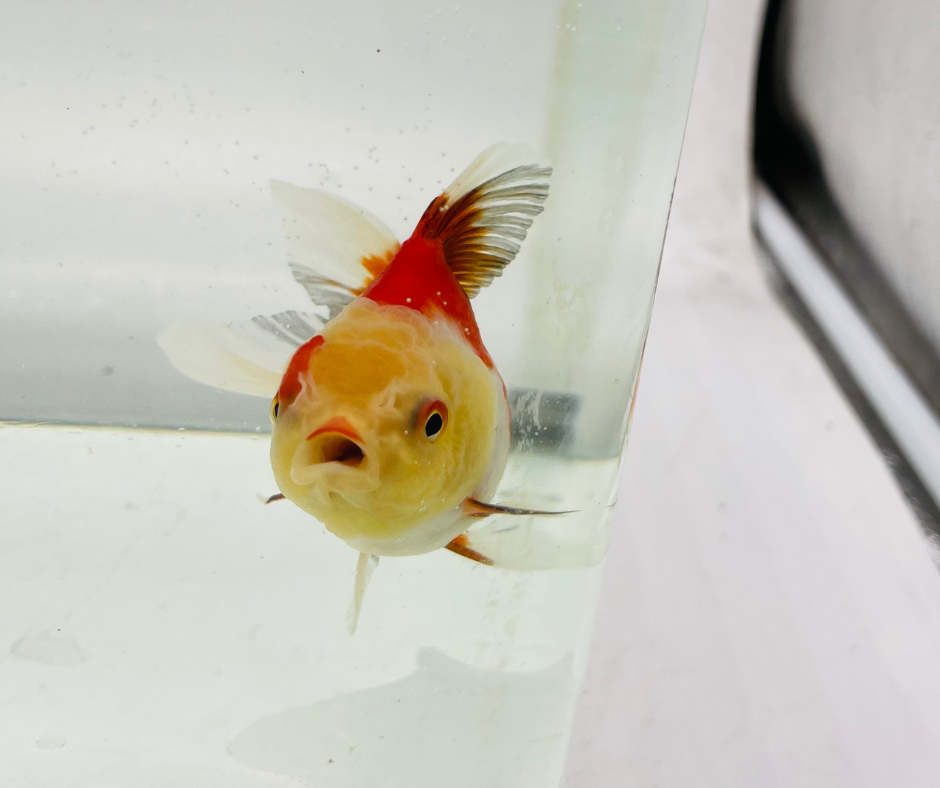 Tri Lemon Head Oranda Goldfish (8-9cm)